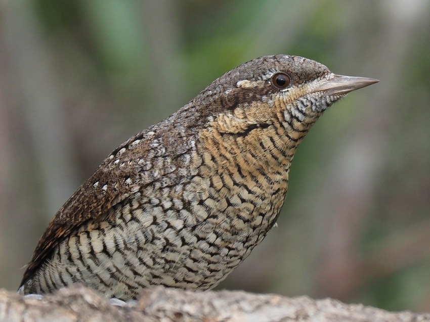 Torcicollo (Jynx torquilla) svernante